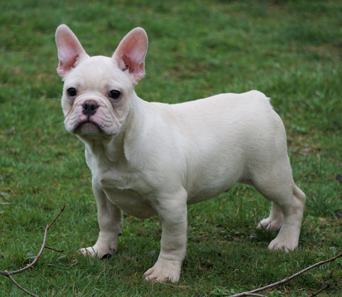 AKC Registered French Bulldog For Sale Millersburg, OH Male - Timmy