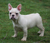 AKC Registered French Bulldog For Sale Millersburg, OH Male - Timmy