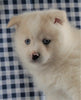 Pomsky For Sale Sugarcreek, OH Male - Max