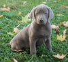 AKC Registered Silver Labrador Retriever For Sale Sugarcreek, OH Male - Diesel