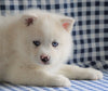 Pomsky For Sale Sugarcreek, OH Male - Charlie