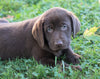 AKC Registered Labrador Retriever For Sale Sugarcreek, OH Male-Axel
