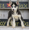 CKC Registered Siberian Husky For Sale Millersburg, OH Male - Max