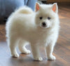 Pomsky For Sale Sugarcreek, OH Male - Frankie