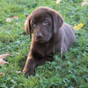 AKC Registered Labrador Retriever For Sale Sugarcreek, OH Male-Axel