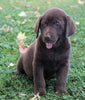 AKC Registered Labrador Retriever For Sale Sugarcreek, OH Male-Axel