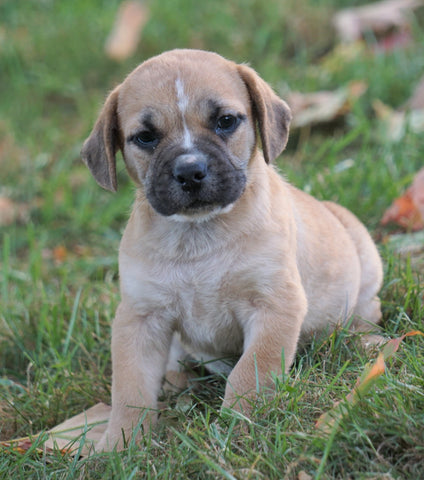 Puggle For Sale Sugarcreek, OH Male - Jack