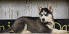 CKC Registered Siberian Husky For Sale Millersburg, OH Female - Lexi