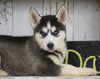 CKC Registered Siberian Husky For Sale Millersburg, OH Female - Lexi
