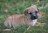 Puggle For Sale Sugarcreek, OH Male - Jack