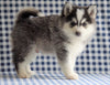 Pomsky For Sale Sugarcreek, OH Male - Rambo