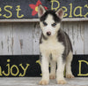 CKC Registered Siberian Husky For Sale Millersburg, OH Male - Dallas