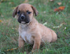Puggle For Sale Sugarcreek, OH Female - Trixie