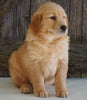 AKC Registered Golden Retriever For Sale Fredericksburg, OH Female- Greta