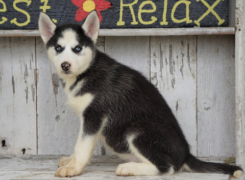 CKC Registered Siberian Husky For Sale Millersburg, OH Female - Dixie
