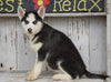 CKC Registered Siberian Husky For Sale Millersburg, OH Female - Dixie