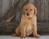 AKC Registered Golden Retriever For Sale Fredericksburg, OH Male- Galax