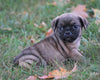 Puggle For Sale Sugarcreek, OH Male - Shadow