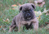 Puggle For Sale Sugarcreek, OH Male - Shadow