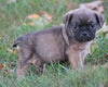 Puggle For Sale Sugarcreek, OH Male - Shadow