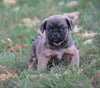 Puggle For Sale Sugarcreek, OH Male - Shadow