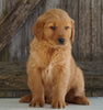 AKC Registered Golden Retriever For Sale Fredericksburg, OH Male- Grant