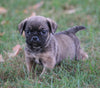 Puggle For Sale Sugarcreek, OH Male - Shadow
