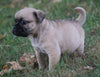 Puggle For Sale Sugarcreek, OH Female - Zoey
