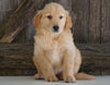 AKC Registered Golden Retriever For Sale Fredericksburg, OH Male- Gabe