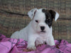 Beabull Puppy For Sale Millersburg, OH Female - Queenie