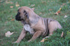 English Bulldog/Puggle For Sale Sugar Creek, OH Male- Grady