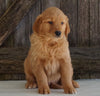 AKC Registered Golden Retriever For Sale Fredericksburg, OH Male- Gariet