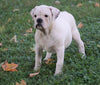 English Bulldog/Puggle For Sale Sugar Creek, OH Male- Connor