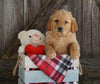 AKC Registered Golden Retriever For Sale Fredericksburg, OH Male- Geo