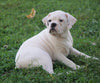 English Bulldog/Puggle For Sale Sugar Creek, OH Male- Benji