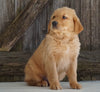 AKC Registered Golden Retriever For Sale Fredericksburg, OH Male- Geo