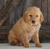 AKC Registered Golden Retriever For Sale Fredericksburg, OH Male- Geo