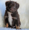 ASDR Registered Mini Austrialian Shepherd Millersburg, OH Male - Jojo