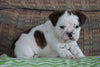 Beabull Puppy For Sale Millersburg, OH Male - Axel