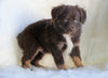 ASDR Registered Mini Austrialian Shepherd Millersburg, OH Male - Jojo