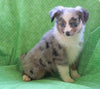 ASDR Registered Mini Austrialian Shepherd Millersburg, OH Male - Cowboy