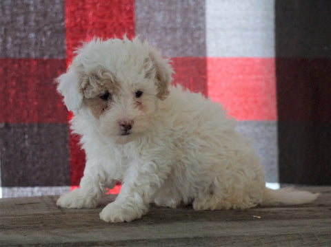 Bichpoo For Sale Millersburg, OH Male - Tanner