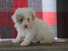 Bichpoo For Sale Millersburg, OH Male - Tanner