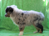 ASDR Registered Mini Austrialian Shepherd Millersburg, OH Male - Cowboy