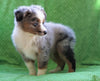 ASDR Registered Mini Austrialian Shepherd Millersburg, OH Male - Cowboy