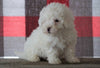 Bichpoo For Sale Millersburg, OH Male - Thatcher