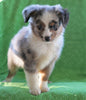 ASDR Registered Mini Austrialian Shepherd Millersburg, OH Male - Cowboy