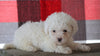 Bichpoo For Sale Millersburg, OH Female - Tyra