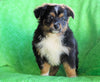 Mini Australian Shepherd Millersburg, OH Male - Marc