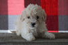 Bichpoo For Sale Millersburg, OH Female - Totsi
